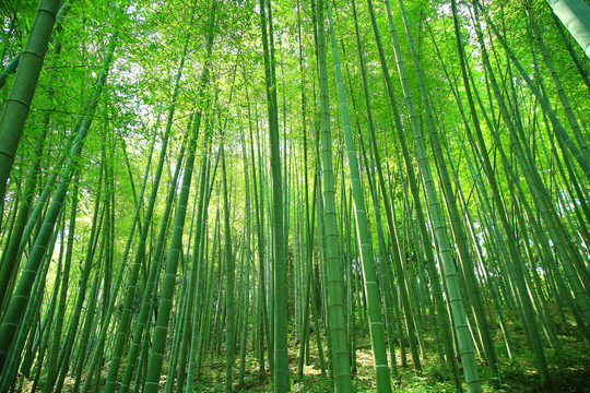 夏日竹林