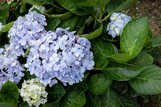 鲜艳花卉花朵小花