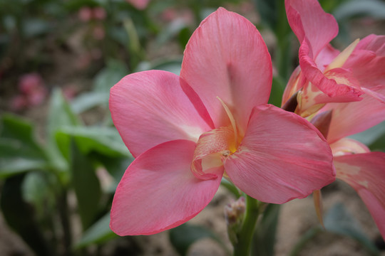 鲜艳花卉花朵小花