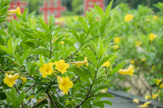 鲜艳花卉花朵小花