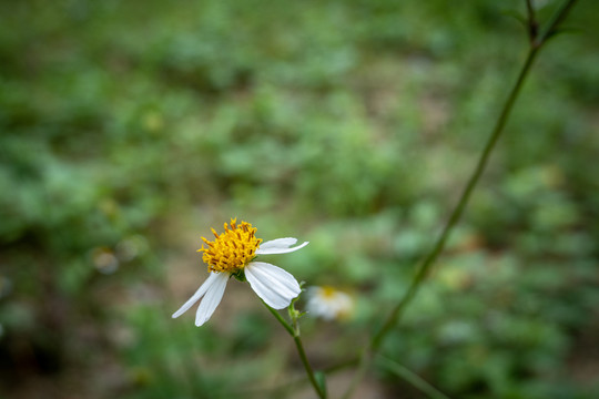 鲜艳花卉花朵小花