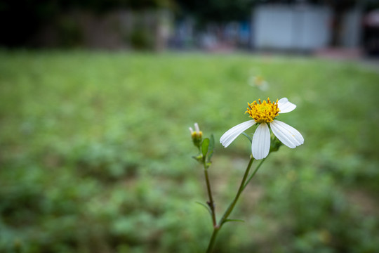 鲜艳花卉花朵小花