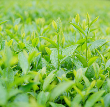 茶树