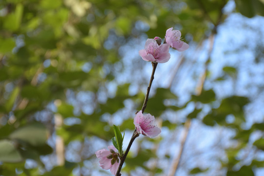 桃花