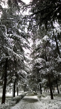 雪景树林