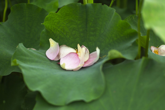 花瓣