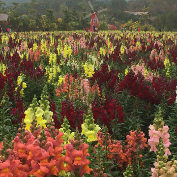 曼陀山庄花朵