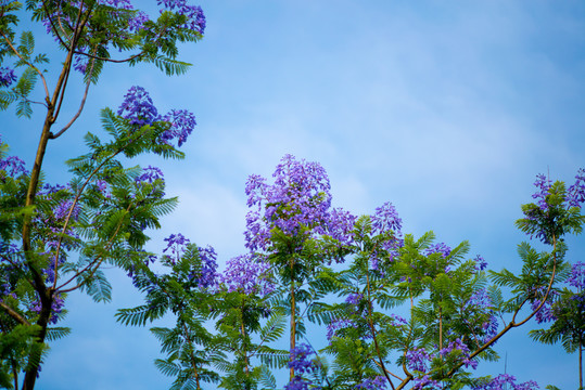 蓝天和紫花