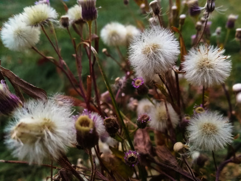 秋季绒毛植被