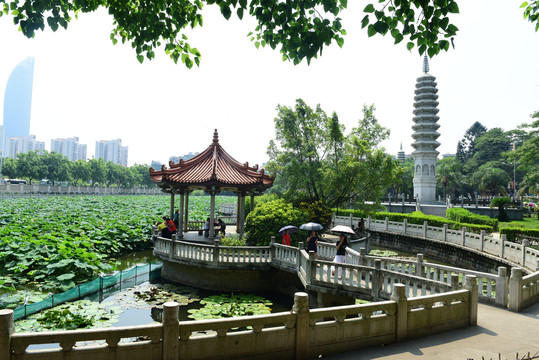 福建厦门南普陀寺荷塘风景