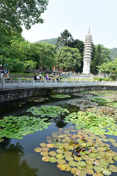 福建厦门南普陀寺荷塘风景