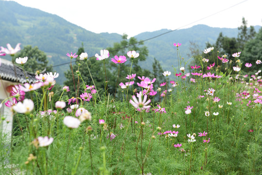 格桑花