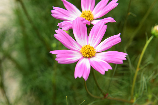 格桑花特写