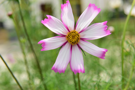 格桑花特写