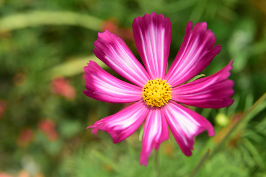 格桑花花朵