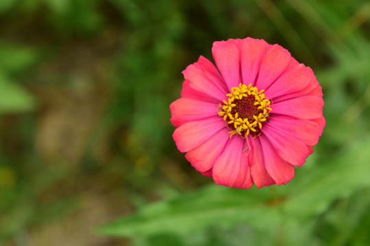 菊花花朵花蕊