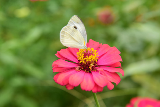 菊花花朵花蕊