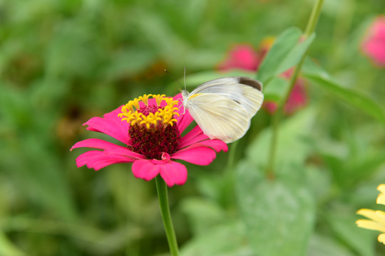 菊花花朵花蕊