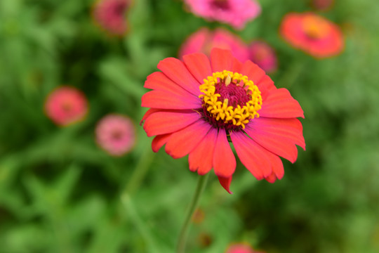 菊花花卉