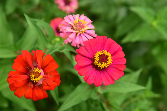 菊花花卉