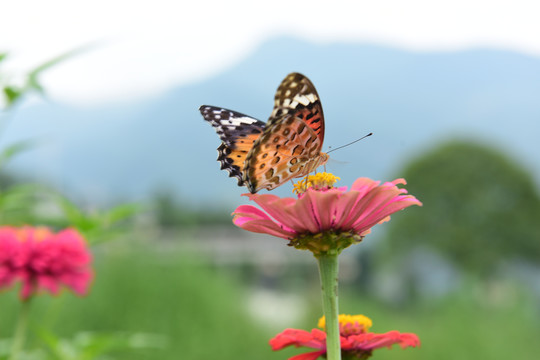 菊花花开