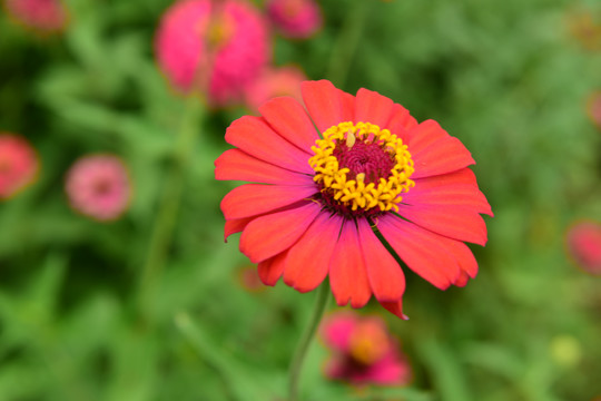 菊花鲜花盛开