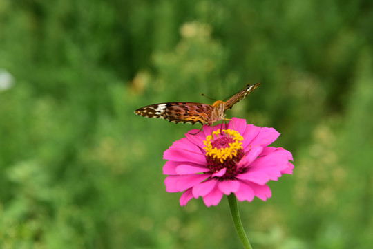 菊花花卉