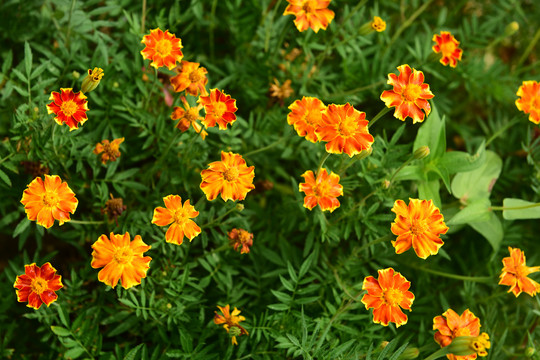 美丽雏菊