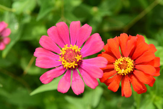 菊花鲜花