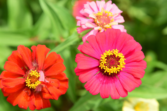 菊花鲜花