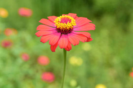 菊花鲜花