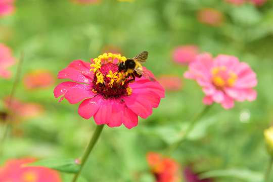 菊花鲜花