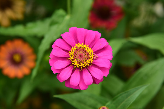 雏菊花开