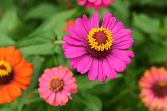 菊花素材