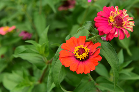 菊花素材