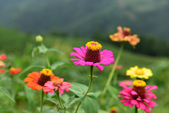 花园菊花