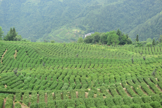 茶山茶树