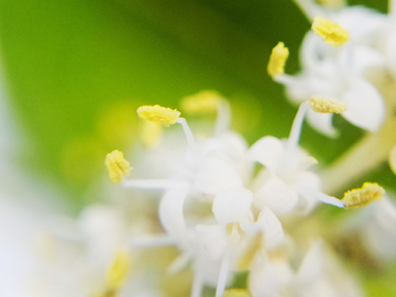 小白花