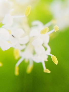 小白花