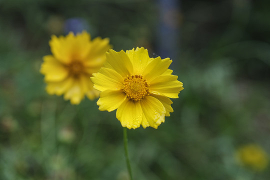 金鸡菊