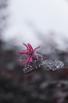 红花檵木