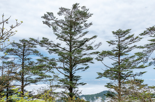 峨眉山半山腰的风光