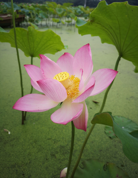 荷花特写