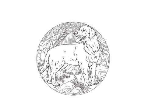 生肖狗旺業(yè)