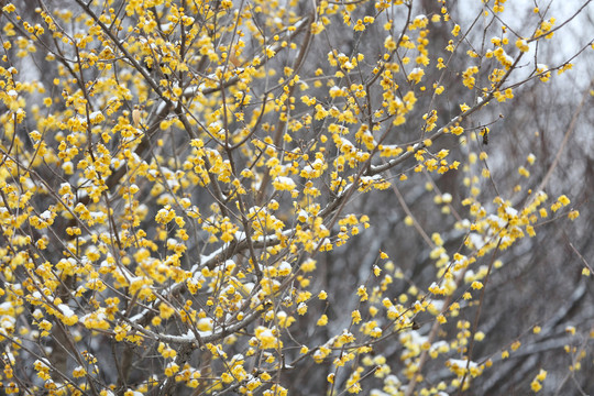 雪中腊梅花