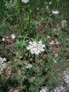 茴香花