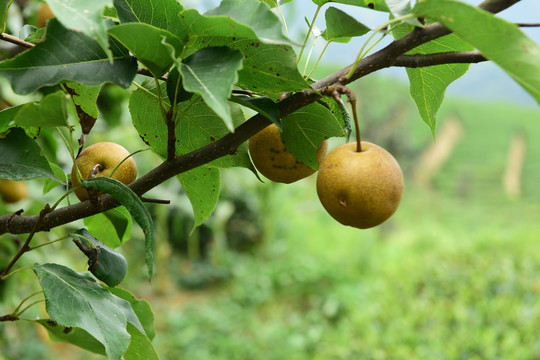 香梨