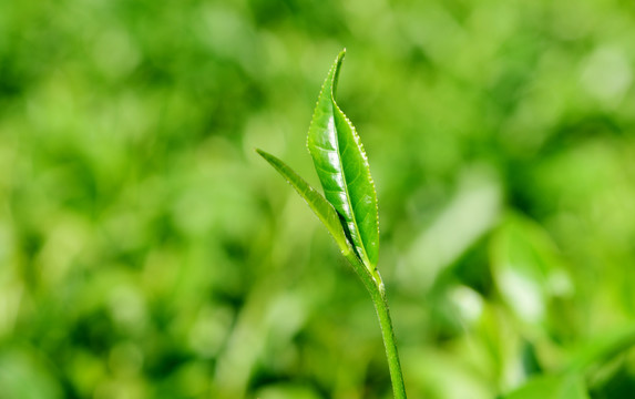 采摘采茶