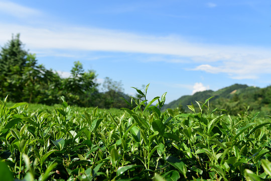 茶田采摘采茶