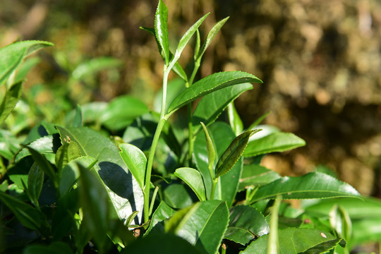 茶园茶叶